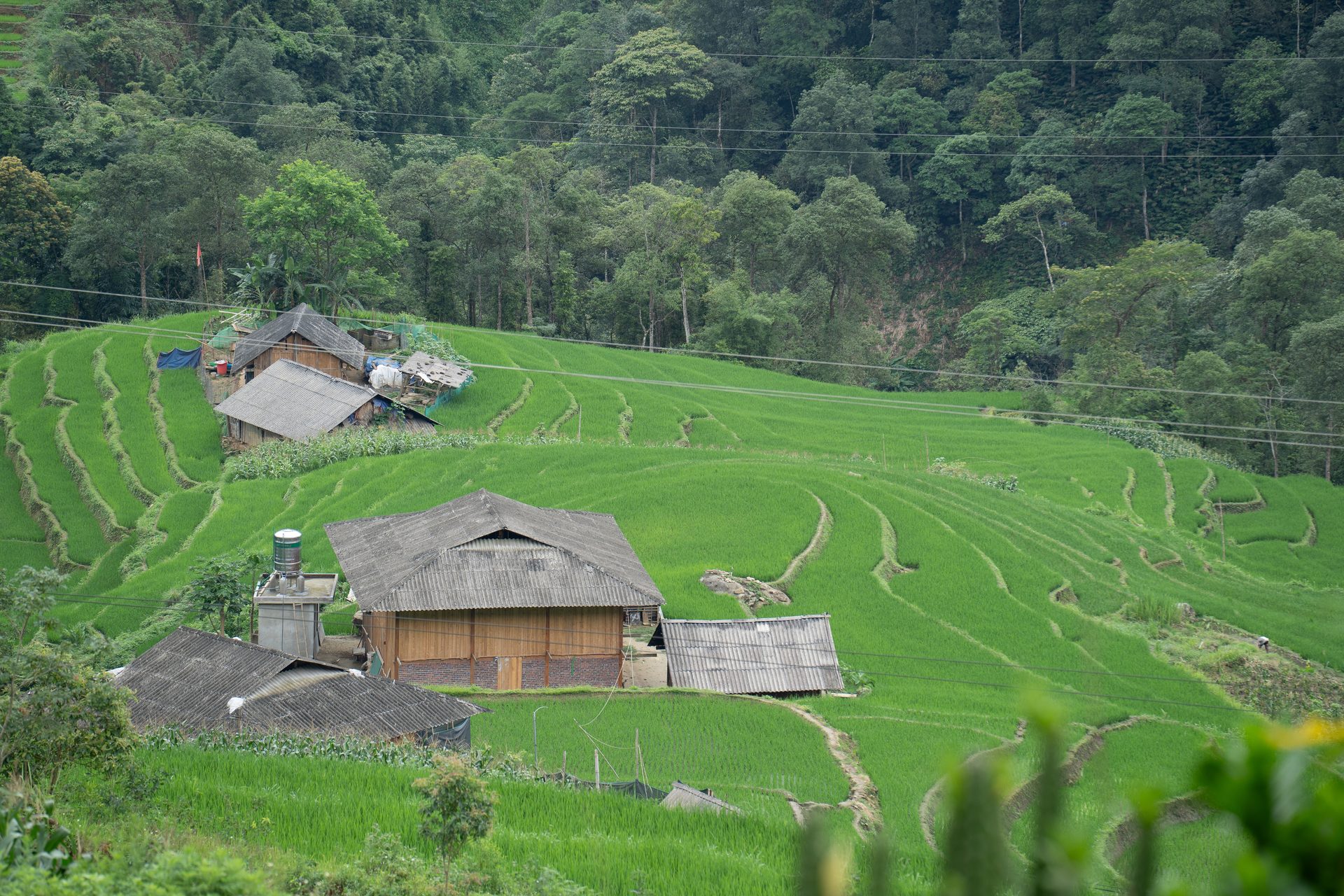 A wider view of Tả Van's curving rice terraces, farmhouses, and forested slopes